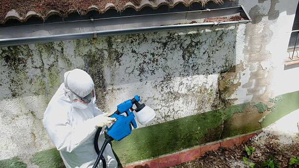 Trusted Mold Inspection service in Camp Hill, PA - Cheap Mold Removal